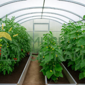 Šiltnamis Stačiasienis Plius vidus